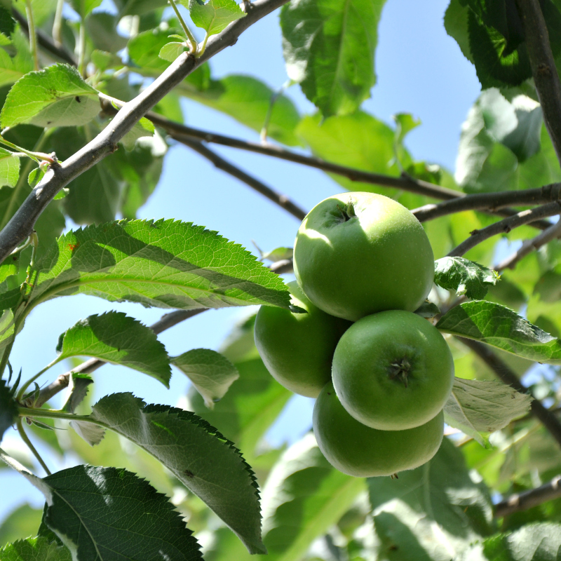 Melo Granny Smith